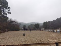 -枫露马术学院(藏书校区)