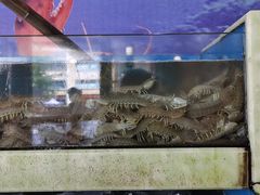 皮皮虾-王潮活海鲜自助·蒸汽海鲜