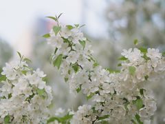 -海棠花溪(元大都城垣遗址公园)