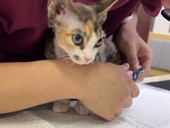 -美联众合动物医院·24h转诊中心