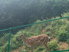 -大连森林动物园