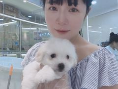 -momokira米努特·德文卷毛猫·棉花面纱犬