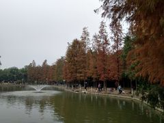 -金花茶公园