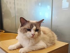 -有喵·猫咖·狗咖·40+猫狗有小奶狗(岗厦店)