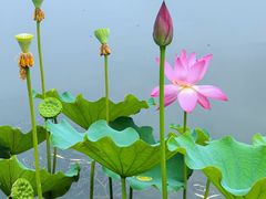 -莲花池公园
