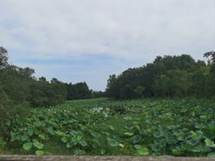 -上海海湾国家森林公园