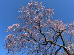 -醍醐寺