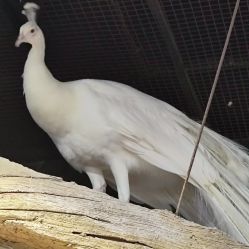 -Zoolung Zoolung动物主题公园(海信广场店)