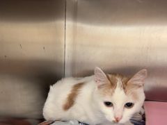 -瑞派康怡24h宠物医院·犬猫医疗中心·微创绝育(瑞景分院)