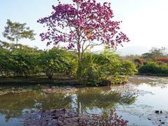 -中国科学院西双版纳热带植物园
