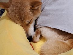 -逗柴咖啡屋·狗咖猫咖宠物桌游