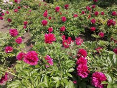 -黑龙江省森林植物园