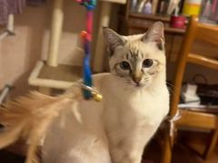 -纳吉亚猫专科动物诊疗中心(蒋宅口分院)