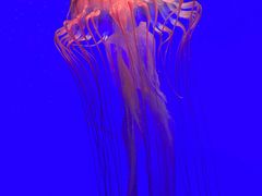 -上海海洋水族馆