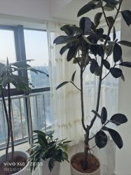 -HEYAN荷妍专业脱毛连锁机构