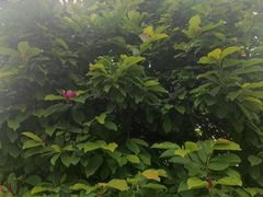 -西安市广仁寺