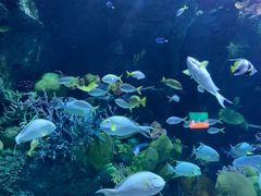 -暹罗海洋世界