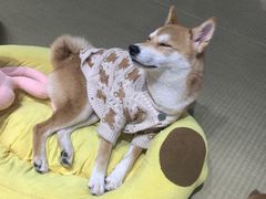 -逗柴咖啡屋·狗咖猫咖宠物桌游