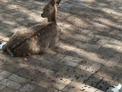 -长白岛森林公园