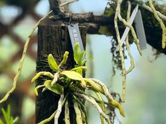 -国家植物园南园