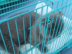 -博特宠物医院24h犬猫全科.骨科·异宠