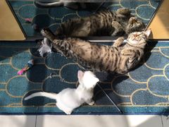 -凯特喵百思猫专科医院