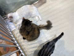 -藏猫猫咖啡主题馆(中央大道店)