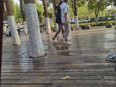 -合肥滨湖国家森林公园