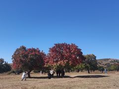 -五角枫生态旅游景区