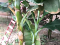 -万源龙顺度假庄园生态观光园