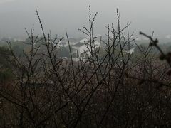 -香雪海