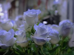 -循礼门鲜花花市(武汉循礼门店)