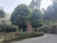 -白云山风景名胜区