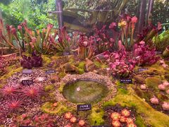-中国科学院西双版纳热带植物园