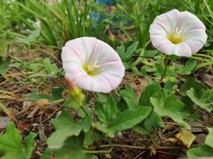 -济南国际园博园