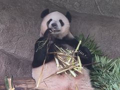 -中国大熊猫保护研究中心雅安碧峰峡基地