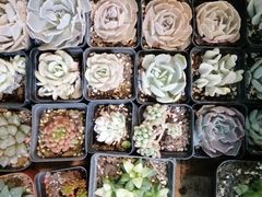 -双季花艺园艺市场(浦东店)