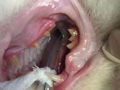 -纳吉亚猫专科动物医院博雅分院