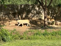 -北京野生动物园