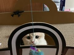 -猫大福·Fortune Cat猫舍(百子湾店)