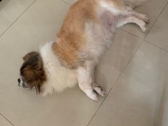 -瑞派动物医院·猫专科·至诚(江南中分院)