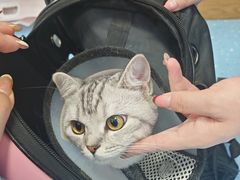 -乖乖宠物医院·猫科·急重症中心(车站北路分院)