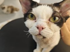 -琪喵猫屋·撸猫猫咖·猫舍