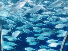-上海海洋水族馆
