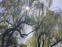 -西安青龙寺遗址景区