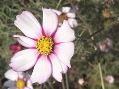 -曲江薰衣草庄园