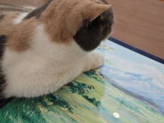 -有猫主题·治愈系猫咖(曾厝垵店)