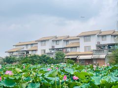 -空港花田景区