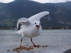 -海埂大坝