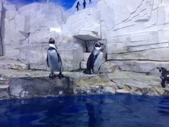 郑州海洋馆-郑州海洋馆